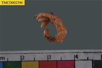 藏品(寄居蟹)的圖片